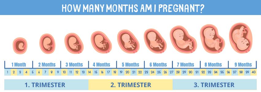 How Many Months Am I Pregnant